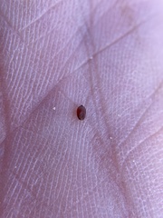 Eremochloa ophiuroides