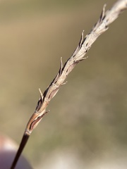 Eremochloa ophiuroides