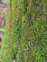 Pottiales