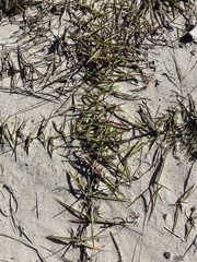 Eremochloa ophiuroides