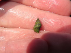 Paciocinebrina gracillima