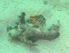 Inimicus filamentosus