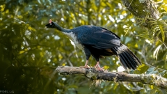 Oreophasis derbianus