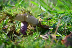 Russula torulosa