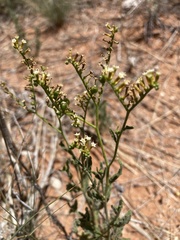 Heliotropium ciliatum