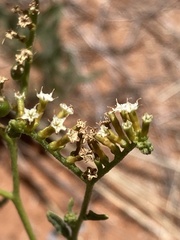 Heliotropium ciliatum