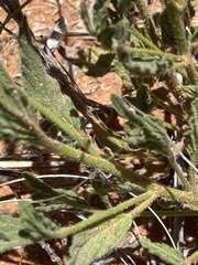 Heliotropium ciliatum