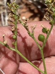 Heliotropium ciliatum