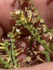 Heliotropium ciliatum