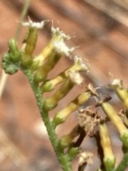 Heliotropium ciliatum