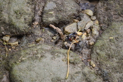 Parasesarma indiarum