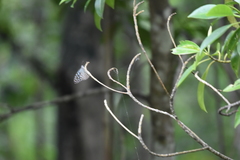 Ideopsis vulgaris macrina