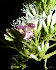 Epicadus heterogaster