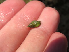 Paciocinebrina gracillima