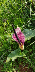 Arum dioscoridis
