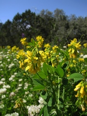 Trigonella esculenta