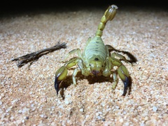 Urodacus yaschenkoi