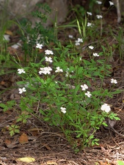 Cardamine graeca