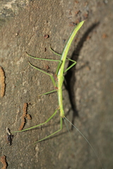 Huananphasma amicum