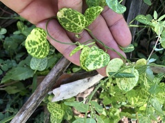 Piperales