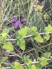 Salvia semiatrata
