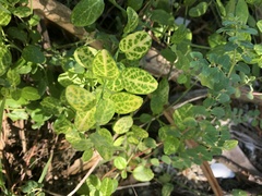 Piperales