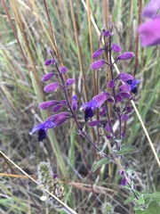 Salvia semiatrata