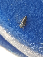 Graphocephala confluens