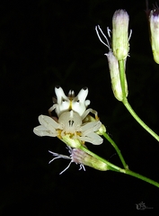 Epicadus heterogaster