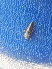 Graphocephala confluens