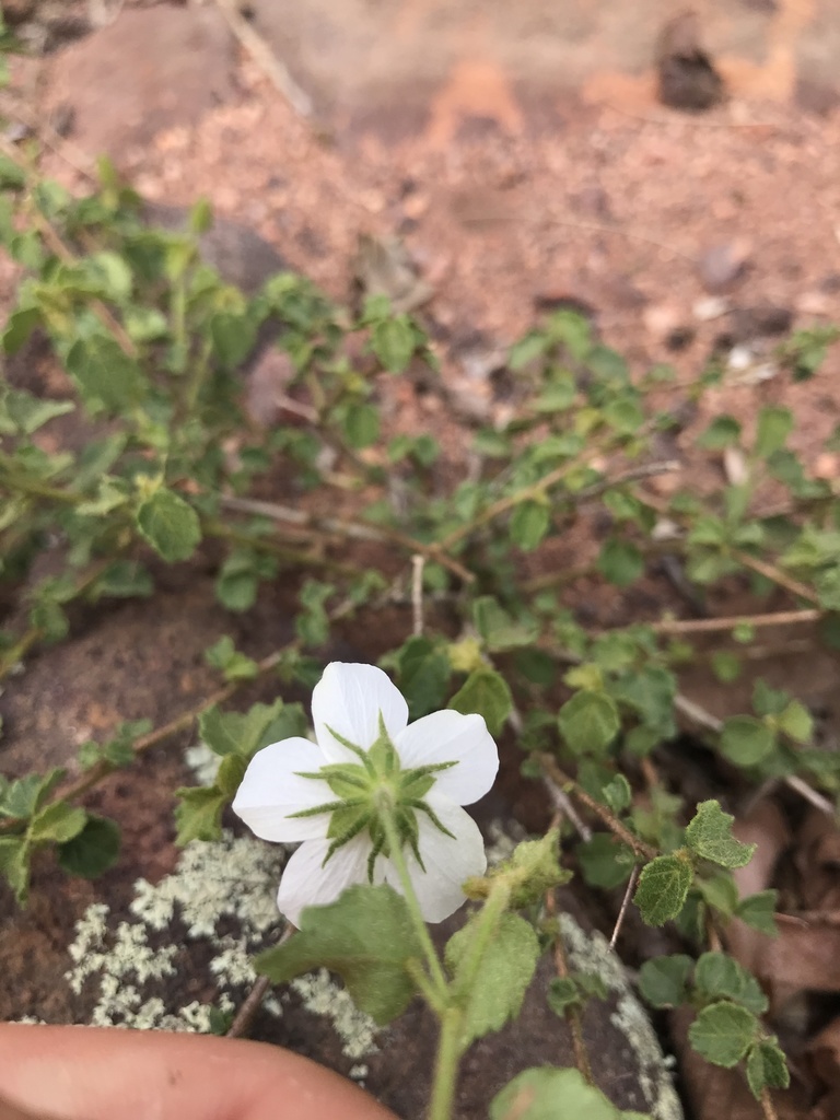 Pavonia leptocalyx