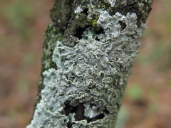 Heterodermia albicans