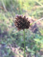 Cyperus reflexus