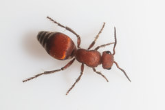 Pseudomethoca sanbornii