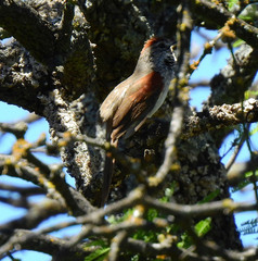 Synallaxis albescens