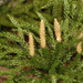 Flat-branched Tree-Clubmoss - Photo (c) Judy Gallagher, some rights reserved (CC BY), uploaded by Judy Gallagher