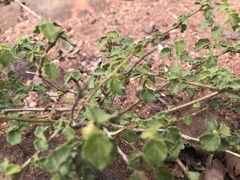 Pavonia leptocalyx