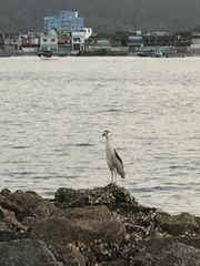 Nycticorax nycticorax