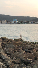 Nycticorax nycticorax