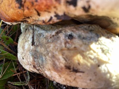 Leccinum largentii