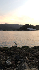 Nycticorax nycticorax