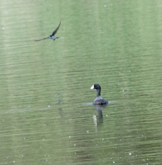 Fulica americana americana