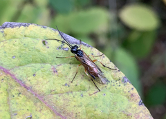 Symphyta