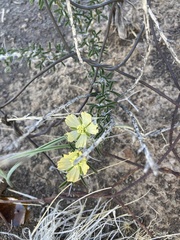 Monsonia salmoniflora