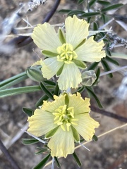 Monsonia salmoniflora