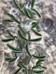 Monsonia salmoniflora