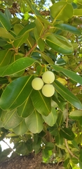 Calophyllum inophyllum