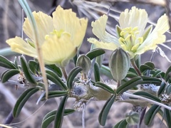 Monsonia salmoniflora