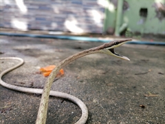 Oxybelis rutherfordi