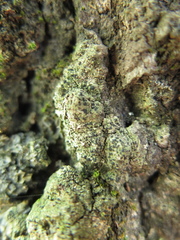 Bacidia circumspecta